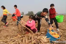 舌尖上的记忆：玉米糁子，杨云冰图片
