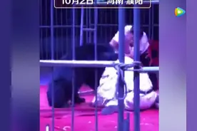马戏团400斤黑熊突然扑咬驯兽师图片