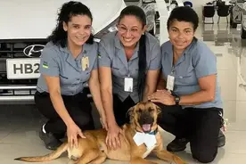 流浪狗躲进4S店避雨，这次它没遭驱赶，店员的善举值得点赞图片