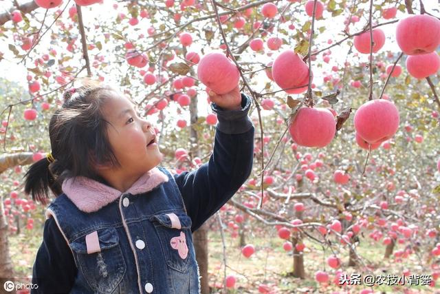 如何提高苹果花芽分化的的数量和质量？这六个技术要点要明确