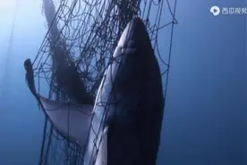 豆瓣9.6分的纪录片，颠覆你对鲨鱼的认知：可软萌，可治人类疾病图片