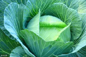 甘蓝规范化栽培技术，你知道这些方法吗？快来了解一下图片