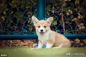 狗狗乱吃地上的东西，怎么办？图片