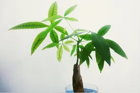 发财树总烂根？4招养壮根系，浇再多水也不怕烂图片