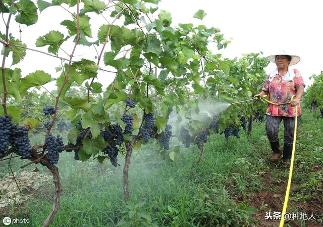 氨基酸肥料真的很厉害！全面解读氨基酸肥料对土壤作物的作用