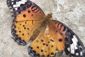 落地花蝴蝶图片