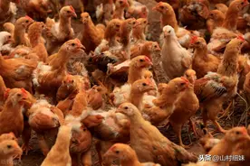 半大鸡买回家怎么养，记好4个关键要点，你也能养出纯正的土味鸡图片