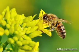 “以毒攻毒”可能成为抗癌新思路—蜂毒能100%杀灭癌细胞？图片