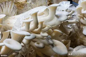 夏玉米间作蘑菇，掌握这几点，才能增值增产图片