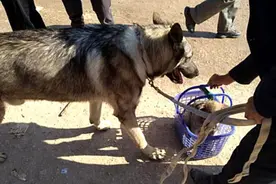 狗崽被放进篮子里卖掉，随后竟被狗妈妈叼走了，心里怪不是滋味的图片