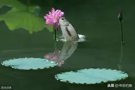 水库钓草鱼时散饵钓法，颗粒打浮，饵料钓底三种钓法的优劣和应用图片