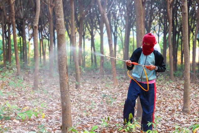 为什么都说水溶肥好？详解水溶肥优势，化肥或将淘汰