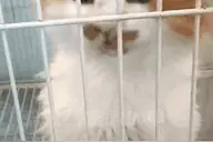 哇呜哇呜哇呜哇呜哇呜图片