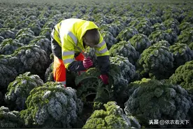 营养健康的超级蔬菜，却在农残榜单的前三甲，羽衣甘蓝到底是个啥图片