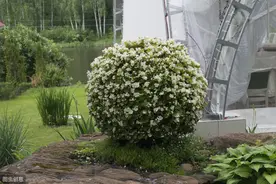 养花春季必备的管理要点：春季花卉苗木的管理和繁殖3-5月图片