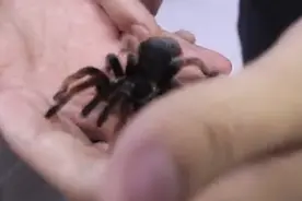 现实版“盘丝洞”？浙江一男子迷上蜘蛛近4年 与数千只蜘蛛同吃同睡图片