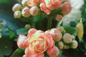 长寿花还不长花苞，那就“放大招”，春节开花依旧可期图片