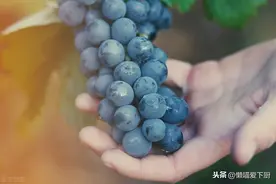 秋天吃葡萄，教你2个洗葡萄诀窍，农药虫卵乖乖出来，吃着很放心图片