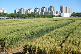 北京三环世界“最贵”麦田，价值超百亿，所产麦子还不卖图片