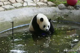 夏天萌宠大熊猫泡澡避暑图片