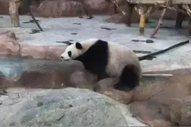 今天起，南宁市动物园恢复开放啦！一起“吸”大熊猫去图片