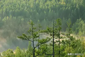 林木采伐证的过去、现在和未来，浅谈林木采伐证的演变历程和方向图片