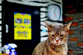 探店韩国明洞猫咪咖啡馆，边喝咖啡边吸猫，轻松惬意暖时光图片