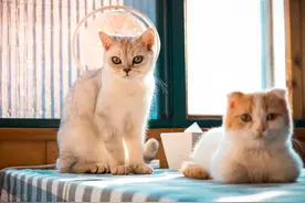 如果你很爱你家猫咪，请一定要带它做这个图片