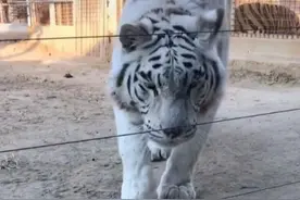 两只老虎遇到穿“旗袍”的小猫咪图片