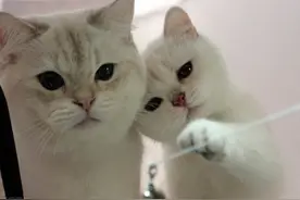 这只喵会自拍！澳大利亚中国留学生在ipad发现宠物猫自拍照图片