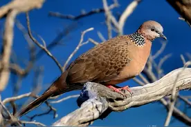 不是所有的鸟类都无法适应城市生活，珠颈斑鸠就是个很典型的例子图片