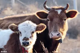 小牛和妈妈在山坡上走着，突然传来一声异响，牛妈妈温柔安慰孩子图片