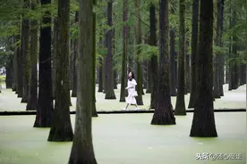 江苏扬州：渌洋湖湿地公园水上森林满目苍翠绿意扑面图片