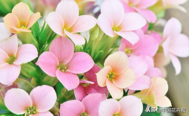 教师节到了！能送给老师的除了鲜花束，还有这几种花