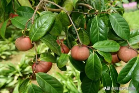 油茶种子什么时候播种好？兴林油茶育苗合作社告诉您图片