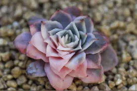 多肉植物有这5个表现，说明“睡醒”了，快看看你家的醒了没图片