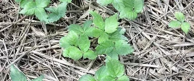 鏋佸湴澶╃劧瑗挎磱鍙傦紝鍛婅瘔浣犱笉鐭ラ亾鐨勫仴搴风瀵? onerror=