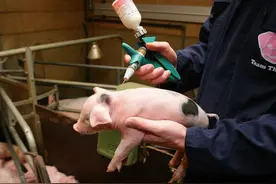 新手养猪给猪打针要如何选择正确的针头？图片