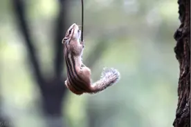 花栗鼠公园内跳跃着忙碌觅食，高难度动作犹如运动员球场上打篮球图片