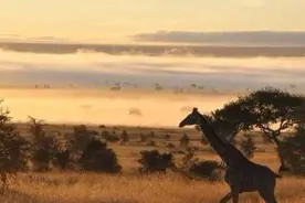 为什么动物有发情期，而人类却随时可以交配？图片