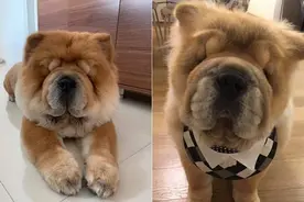 男主人晚上没回家，狗狗等到凌晨3点不肯睡，最后一件衣服解决图片