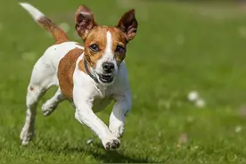 圣伯纳犬的饲养 圣伯纳犬仔犬的饲养方法图片