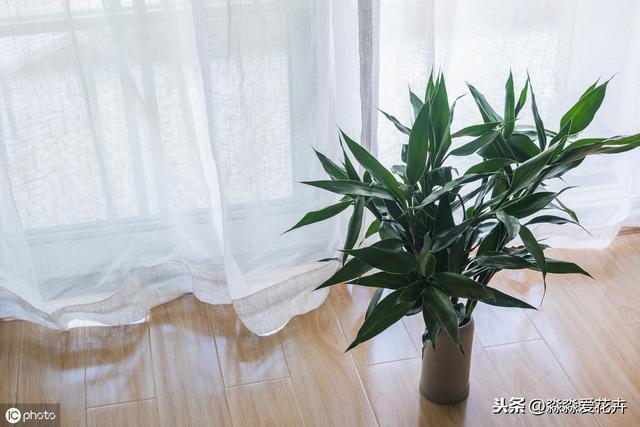 水培富贵竹经常黄叶是为何？掌握六个养护要领，体态玲珑叶清脆