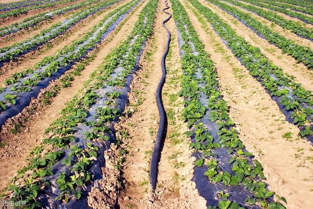 草莓缺钙，很难补救！预防是关键！做好选苗、土壤、栽培管理