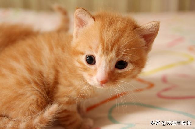 牛磺酸是什么？猫咪需要补充牛磺酸吗？