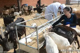 湘宴奶山羊养殖的市场潜力和经济效益，和萨能奶山羊养殖方式一样图片