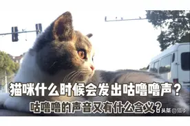 猫何时会发出咕噜噜声？以及含义#「闪光时刻」主题征文 二期#图片