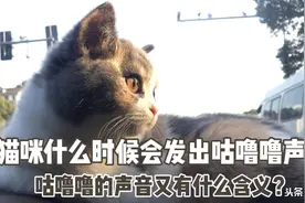 猫何时会发出咕噜噜声？以及含义#「闪光时刻」主题征文 二期#图片