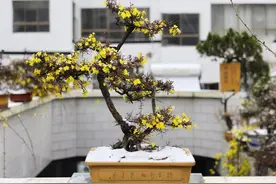 室内养护“迎春花”很容易，做好这“4方面”，清香满室端庄秀雅图片