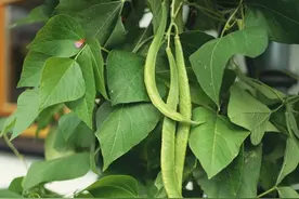 菜豆早熟优良品种的选用，你可有了解，看看这里吧图片